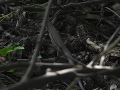 Ameiva bifrontata divisa