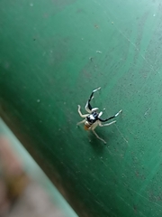 Phintelloides versicolor