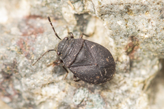 Armatillus verrucosus