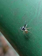 Phintelloides versicolor