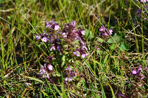 Image of Pedicularis pennellii by no rights reserved