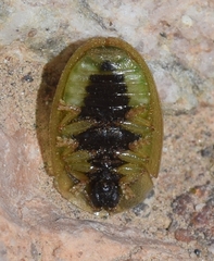 Cassida vittata
