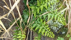 Asplenium billotii