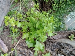 Delairea odorata