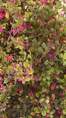 Loropetalum chinense