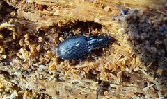 Limodromus