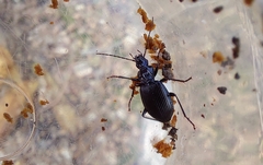 Limodromus