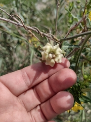 Araujia angustifolia