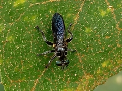 Laphriini