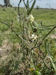 Araujia angustifolia