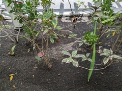 Graptophyllum pictum