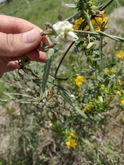Araujia angustifolia