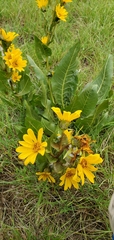 Wyethia amplexicaulis