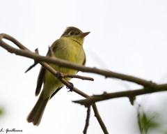 Empidonax difficilis