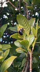 Xylocopa virginica