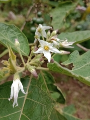 Solanum torvum