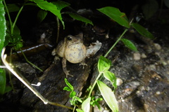 Rhinella margaritifera