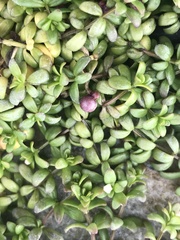 Galium antarcticum