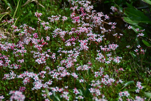 Nakedstem Saxifrage (Micranthes nudicaulis)
