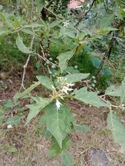 Solanum torvum
