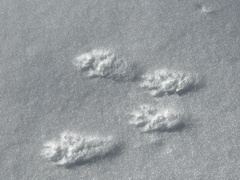 Leporidae
