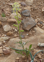Reseda lutea