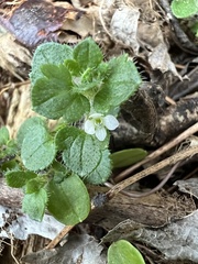 Veronica hederifolia-sublobata-triloba