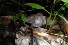 Rhinella margaritifera