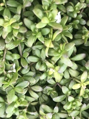 Galium antarcticum