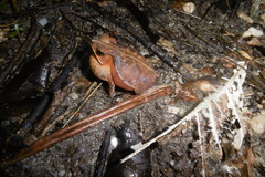 Rhinella margaritifera