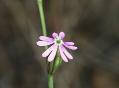 Silene secundiflora