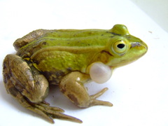 Pelophylax lessonae