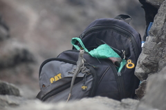 Microlophus peruvianus