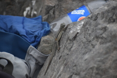 Microlophus peruvianus