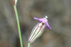 Silene secundiflora