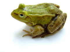 Pelophylax lessonae