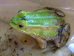 Pelophylax lessonae