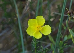 Helianthemum hirtum