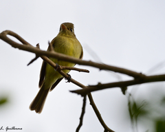 Empidonax difficilis