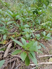 Phytolacca bogotensis