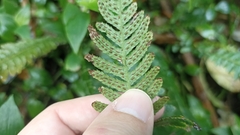 Blechnum parrisiae