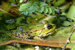 Pelophylax ridibundus