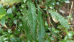 Blechnum parrisiae