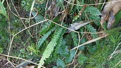 Blechnum parrisiae
