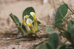 Tripodion tetraphyllum