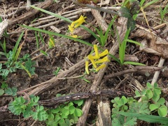 Corydalis micrantha