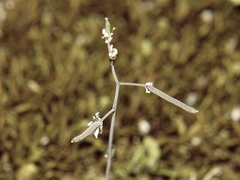 Arabidopsis
