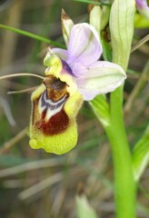 Ophrys tenthredinifera