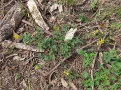 Corydalis micrantha
