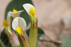 Tripodion tetraphyllum